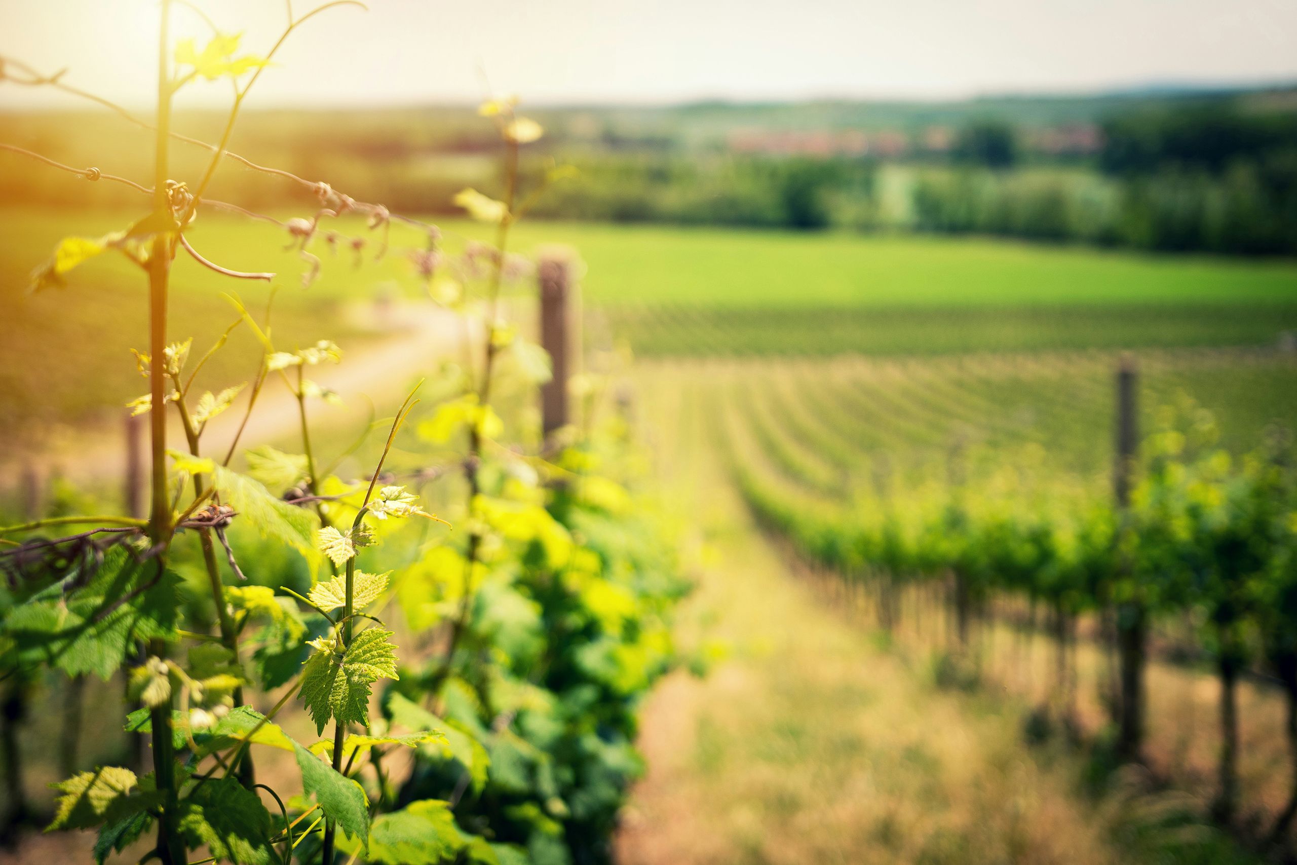 California: Napa, Sonoma, and Temecula