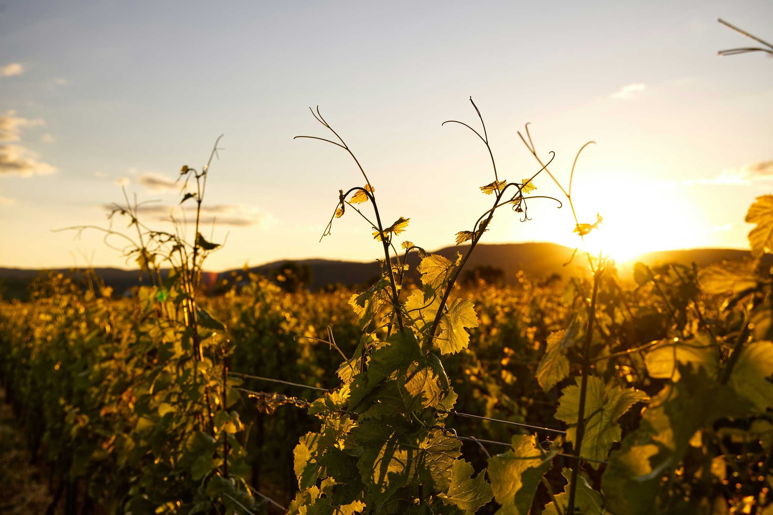 Arizona Wine Regions