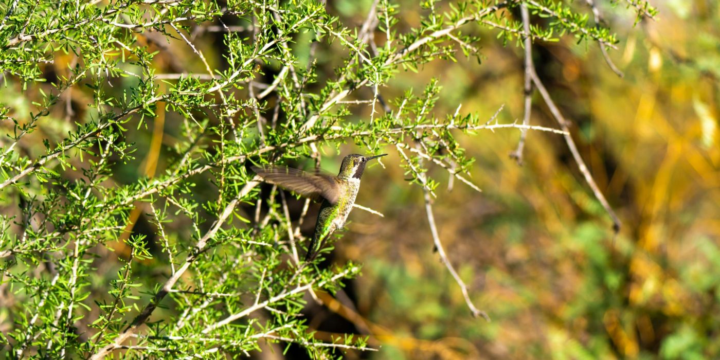 Tucson | Arizona