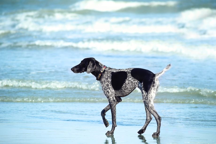 San Diego beach