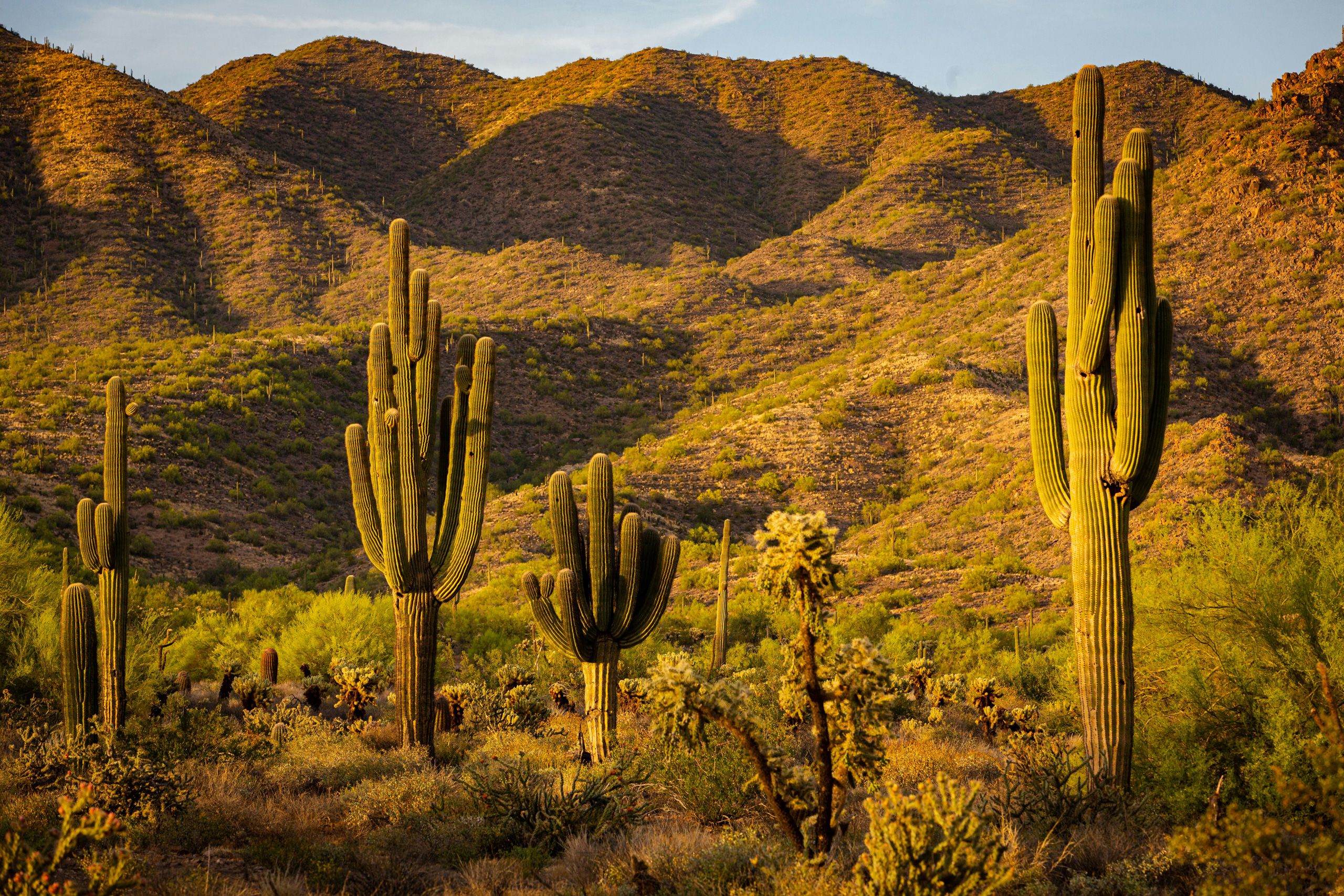 Scottsdale | Arizona