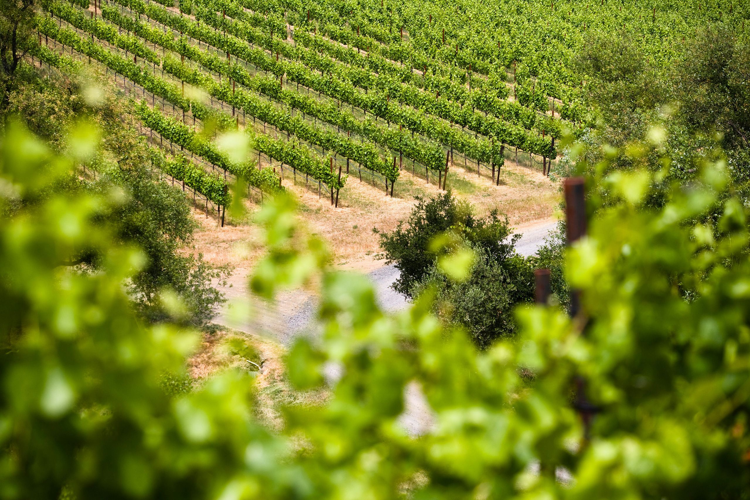 California Winery