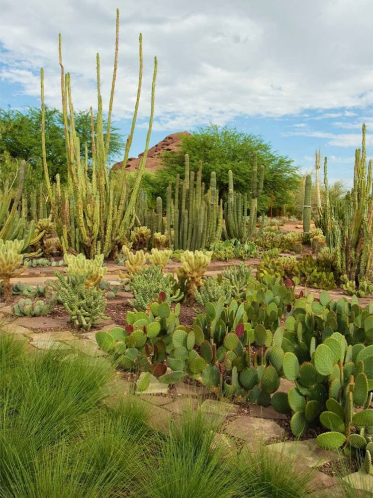 Desert Botanical Garden