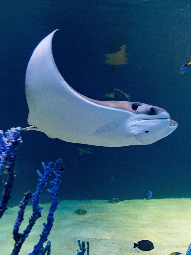 OdySea Aquarium