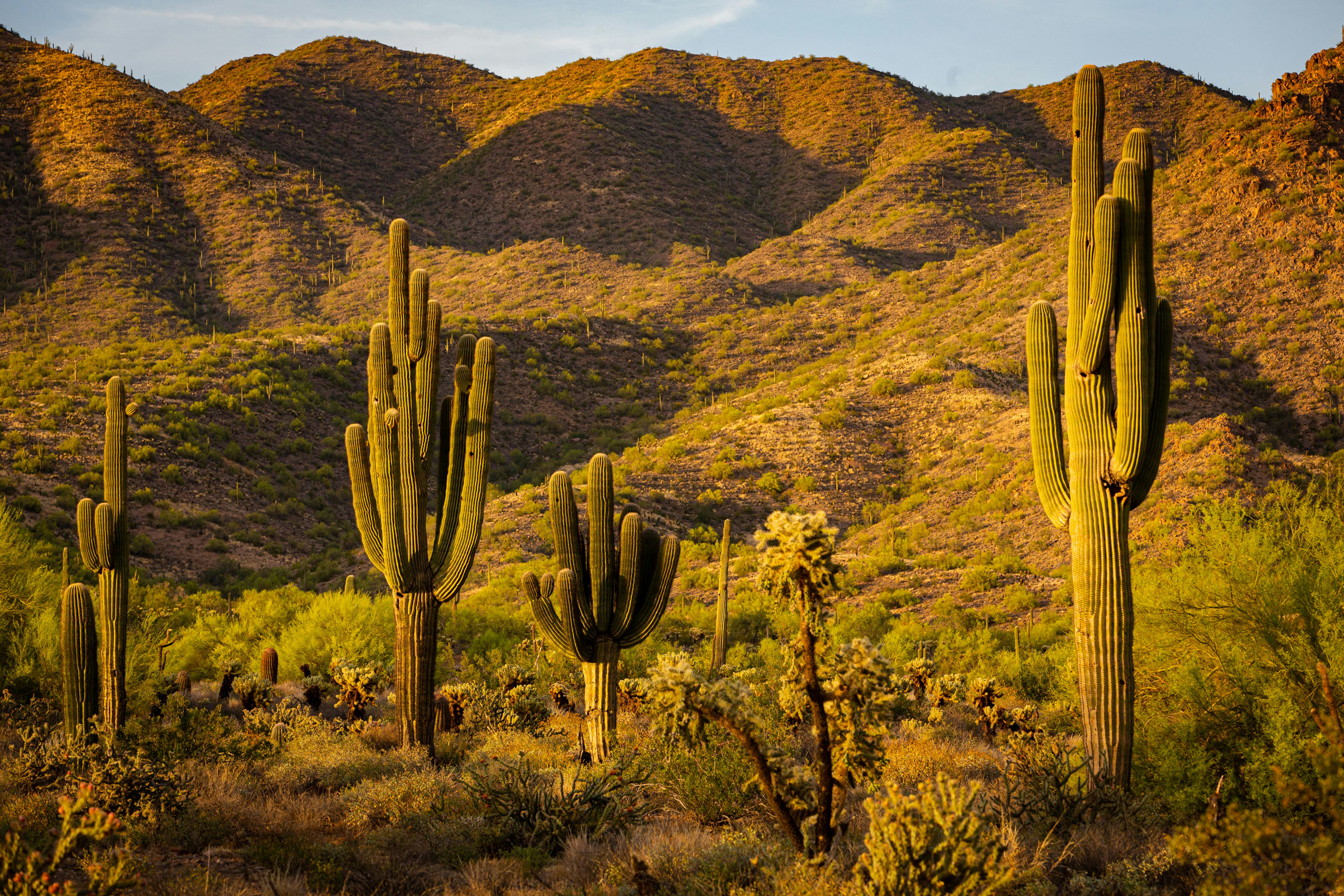 Scottsdale | Arizona