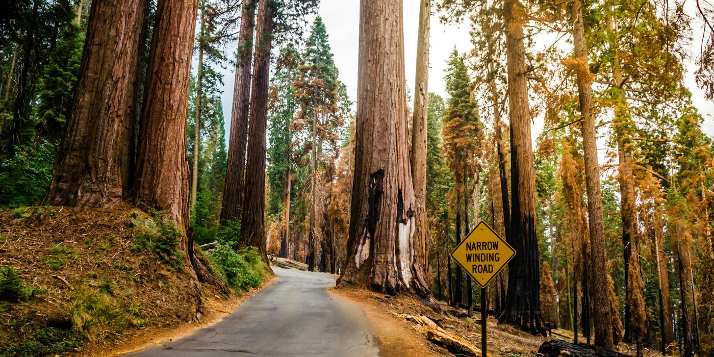 Sequoia National Park | California
