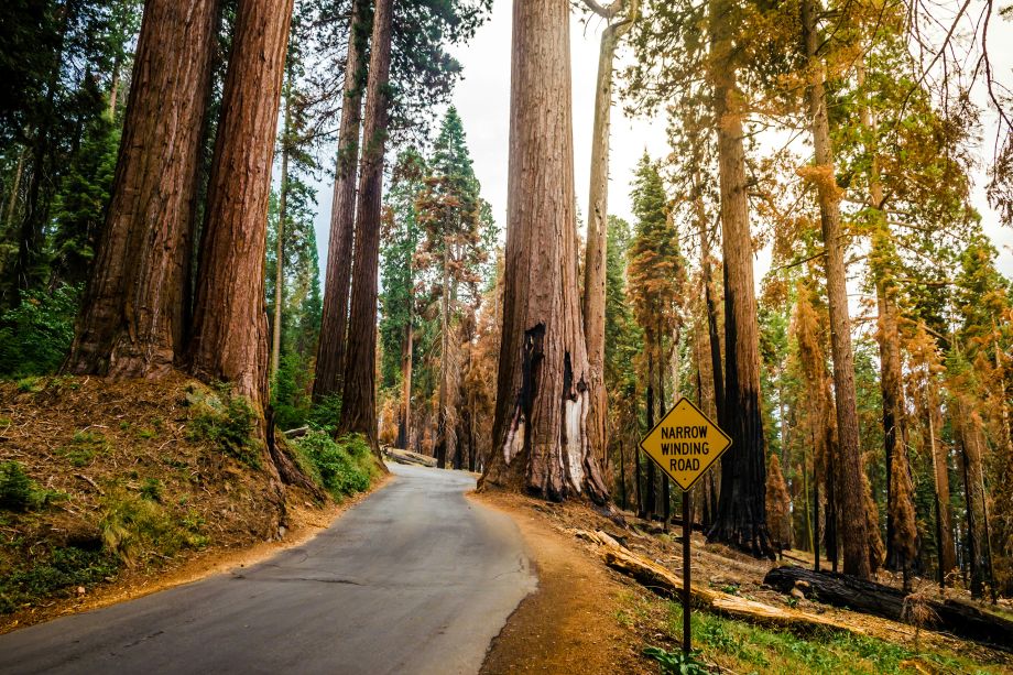 Sequoia National Park | California