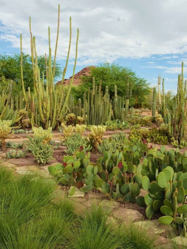 Desert Botanical Garden